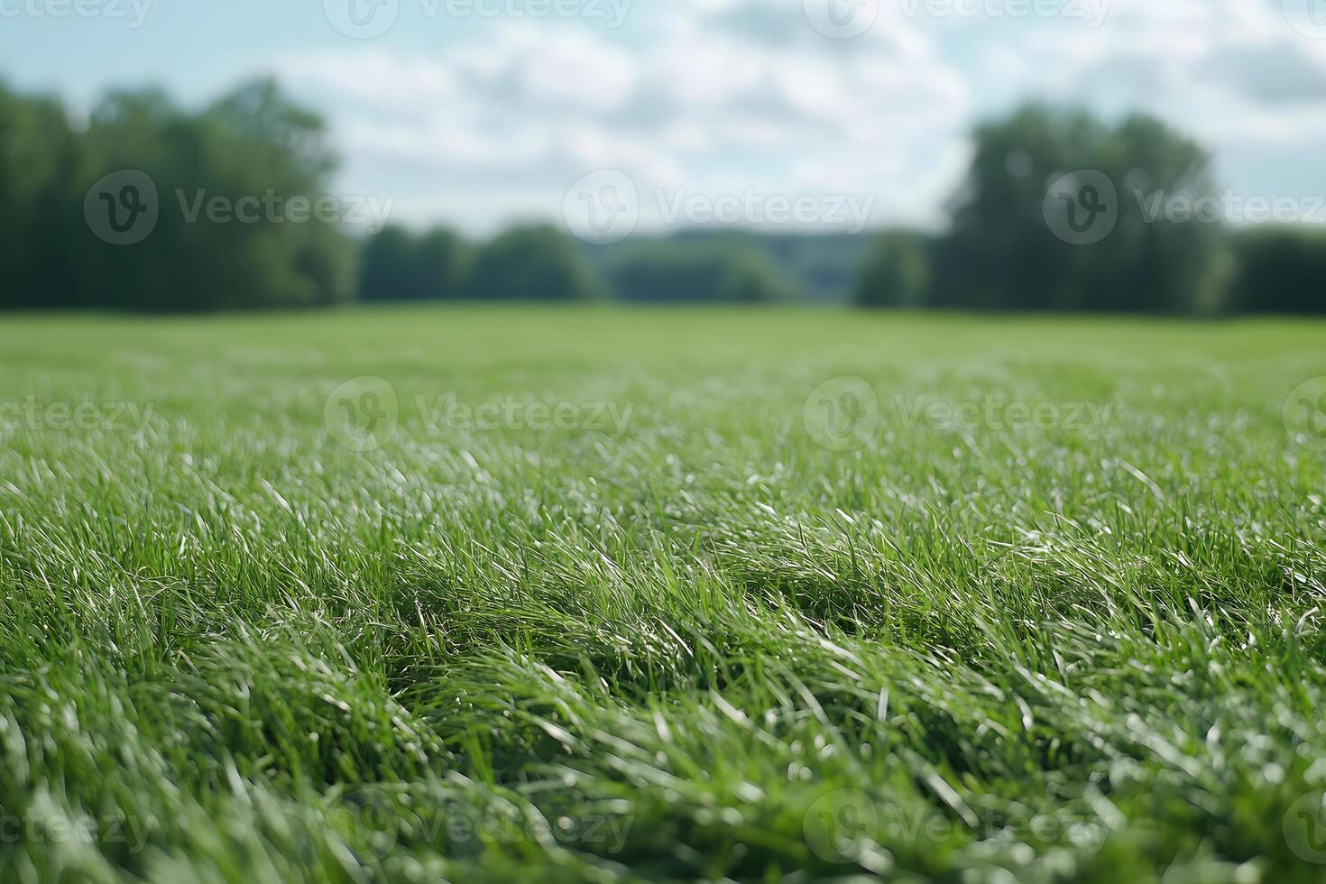 Close-up of Green Grass Field with Blurred Tree Line Background photo