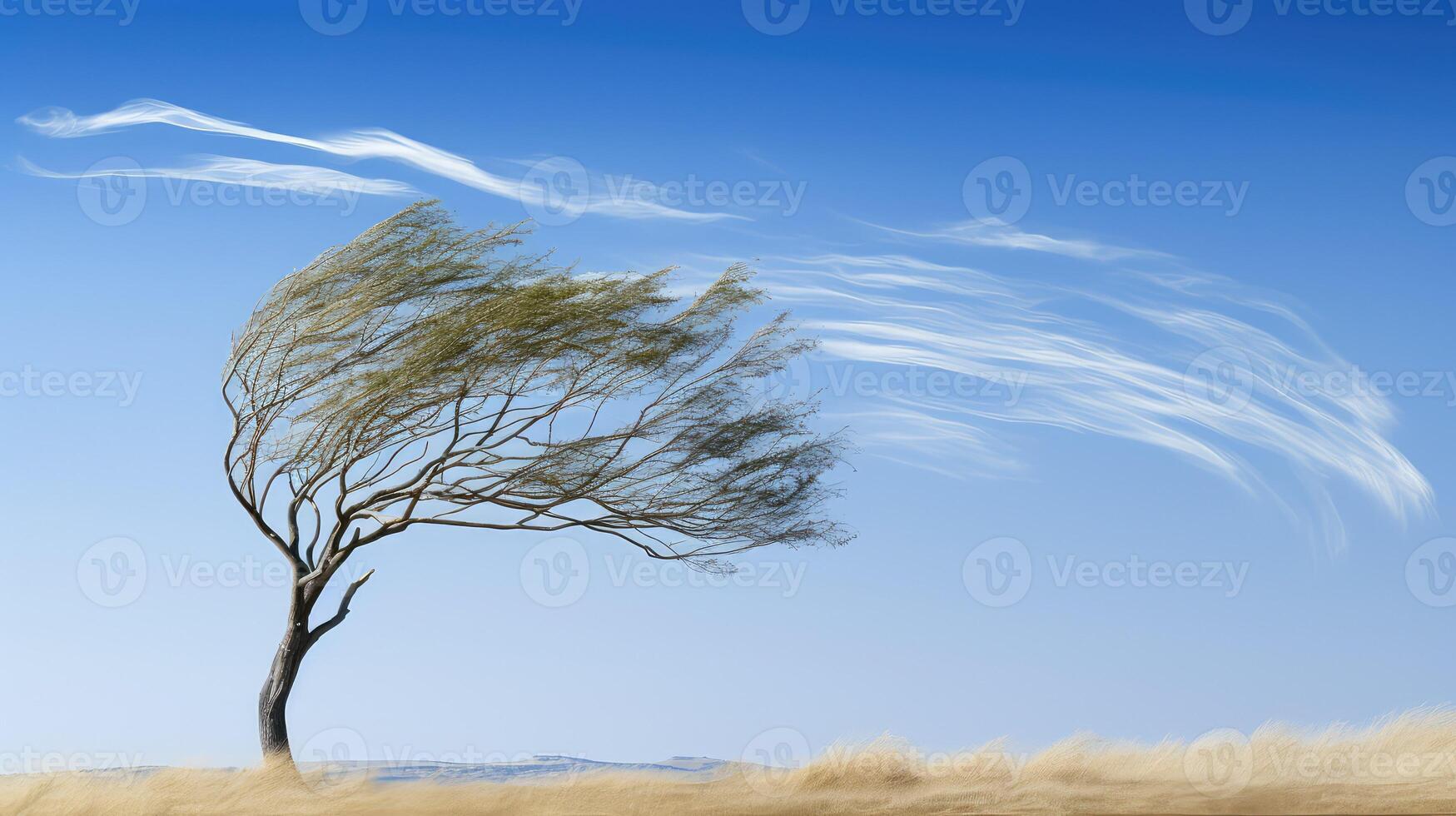 leaves wind trees photo