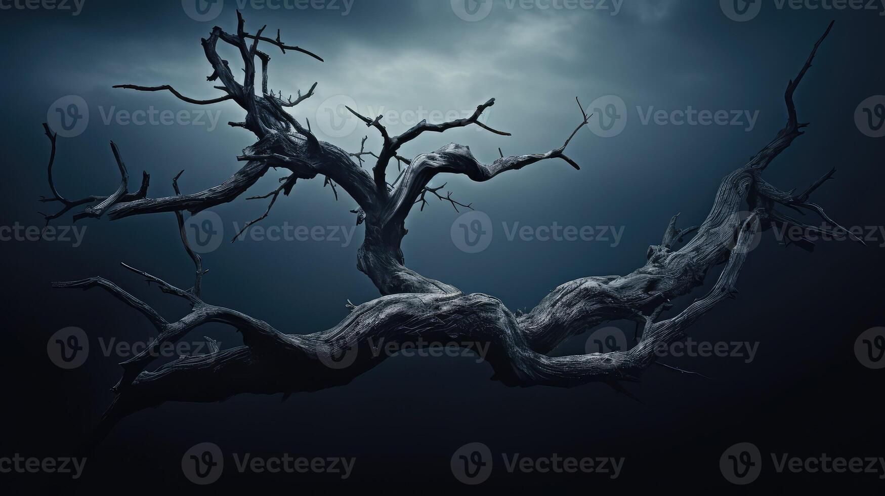 moody tree branch isolated photo