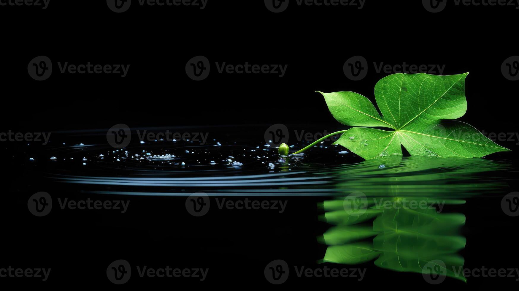 leaf black water background photo