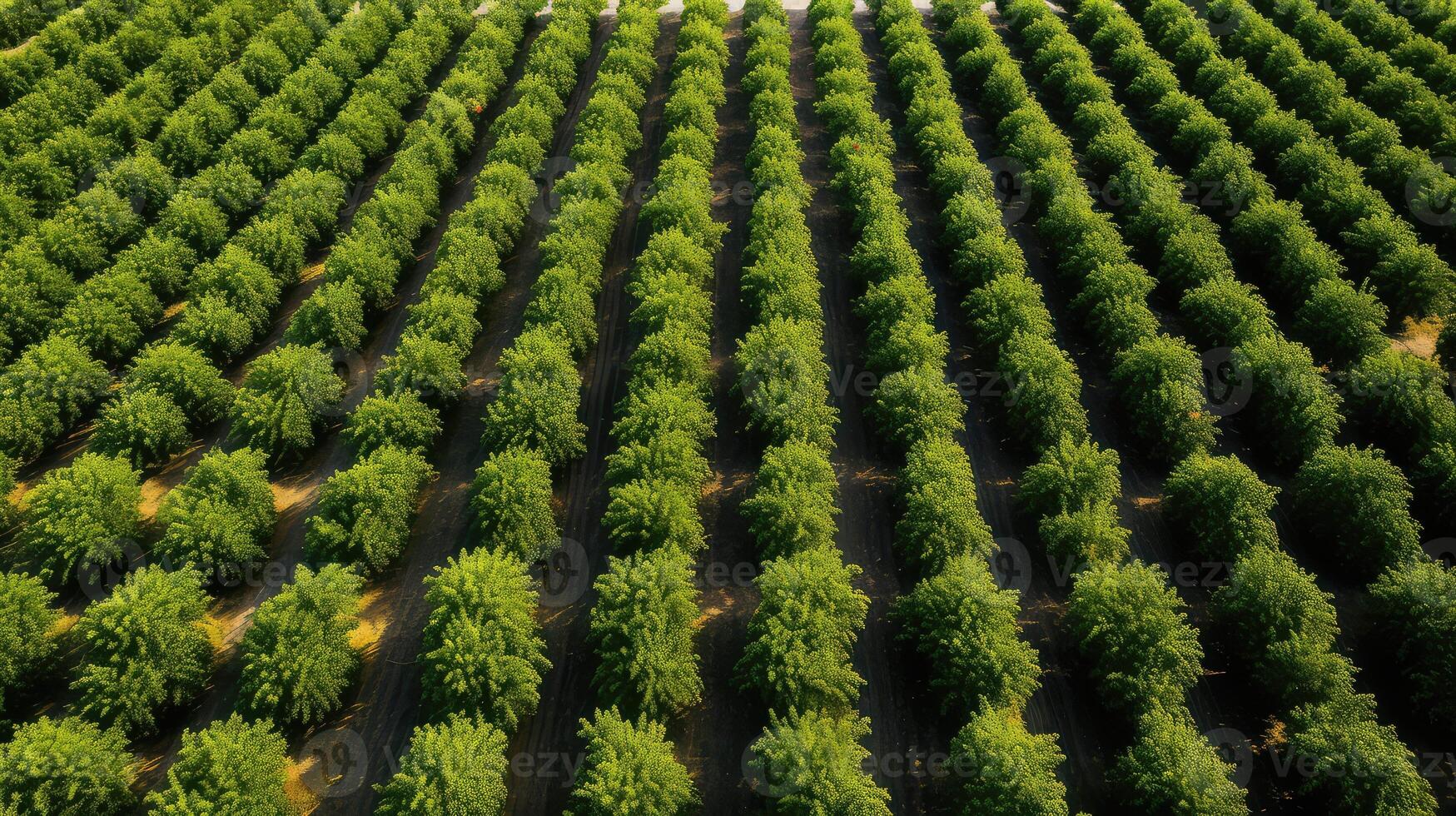sprawling top view trees photo