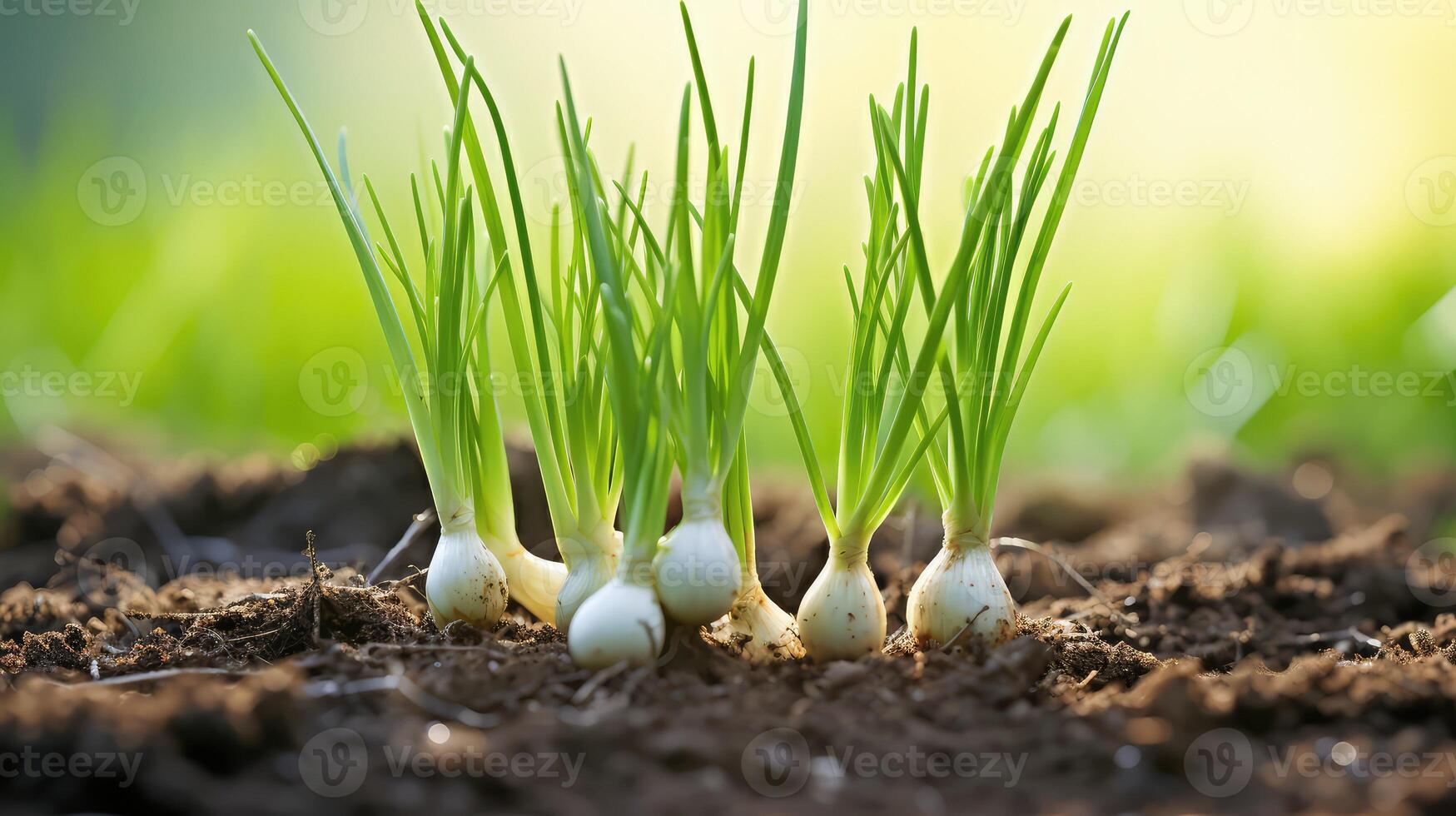plant spring onions photo