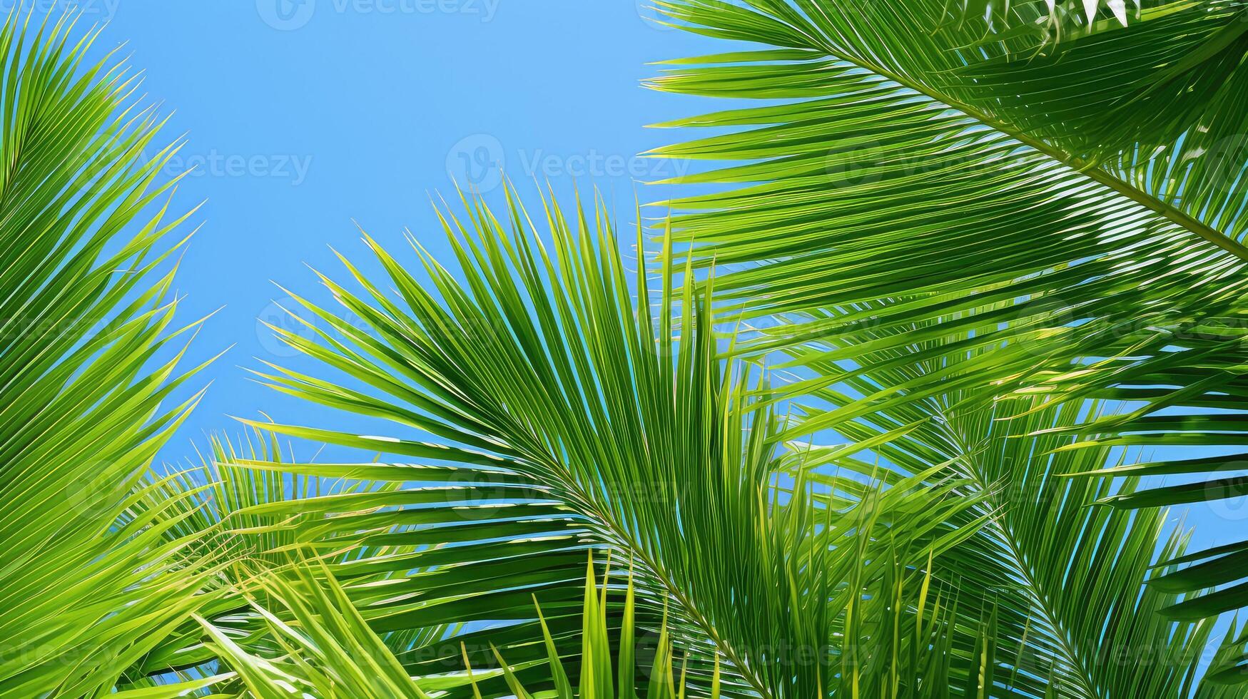 tropical palm tree leaves photo