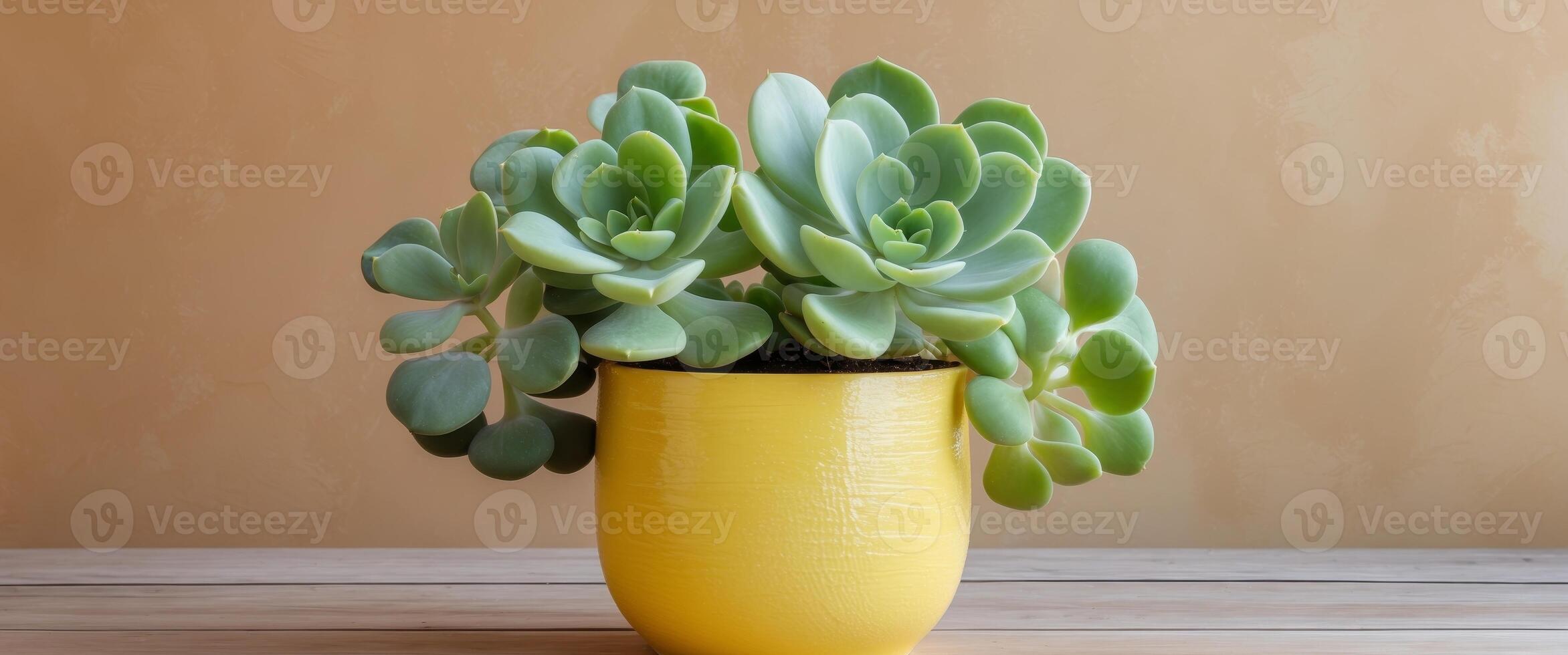 Succulent in bright yellow pot on wooden background showcasing a stylish indoor plant design with ample copy space for text insertion photo