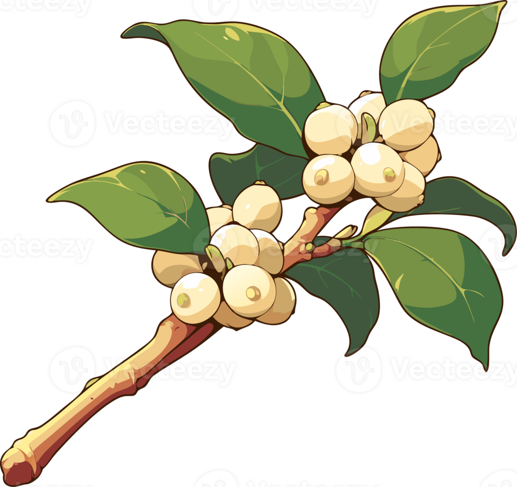 Mistletoe Branch, Illustration, Green and White, Holiday Symbolism png