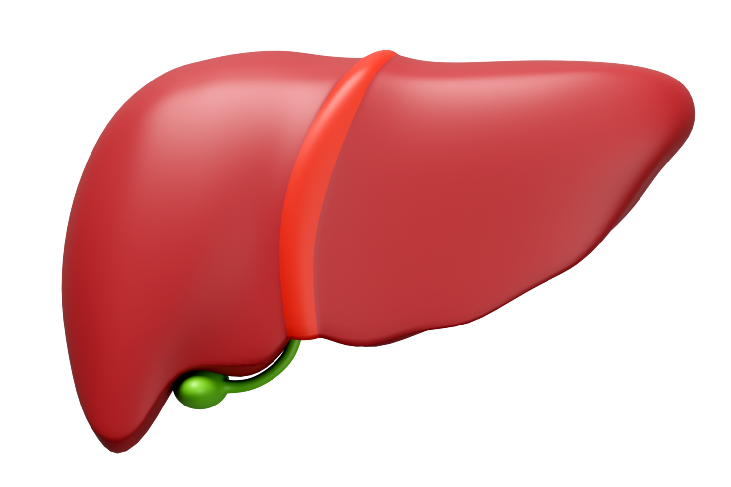 3d realistic human liver isolated. liver, gallbladder structure, organs concept, 3d illustration render png