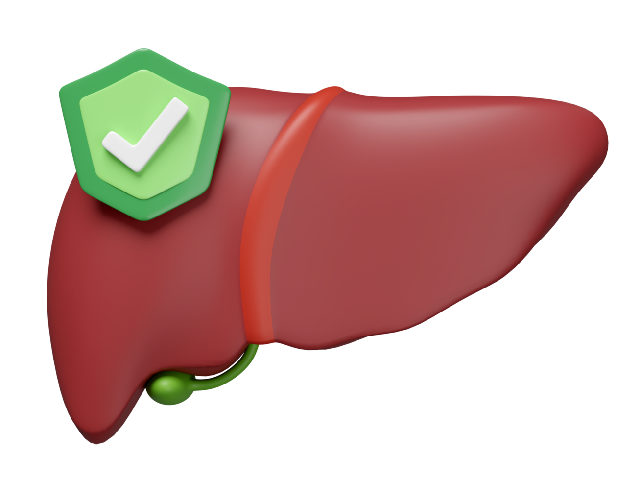 3d realistic human liver with shield,check mark isolated. liver care prevention treatment concept, 3d illustration render png