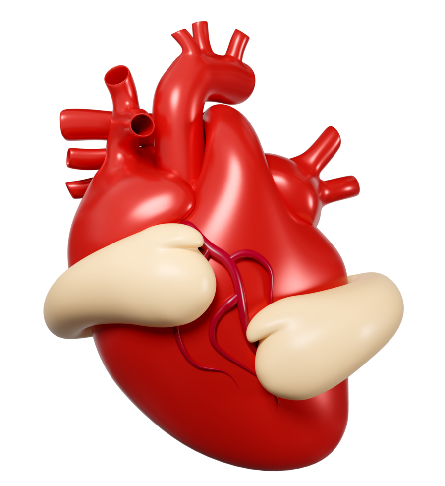 3d hands hugging realistic human heart isolated. 3d illustration render png