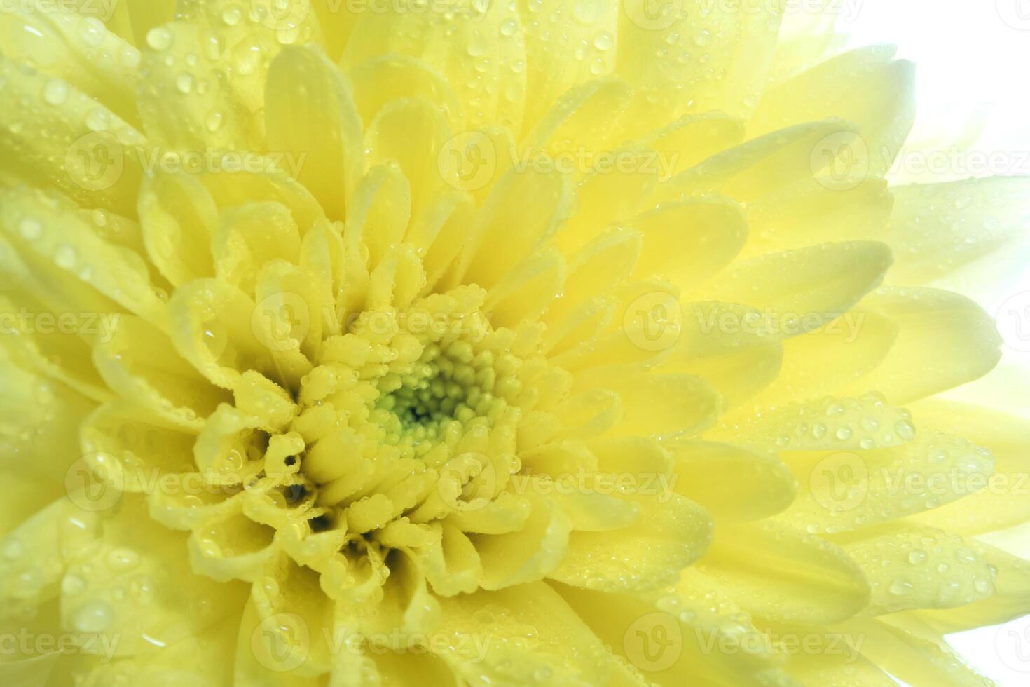 The yellow chrysanthemum flower on white background photo
