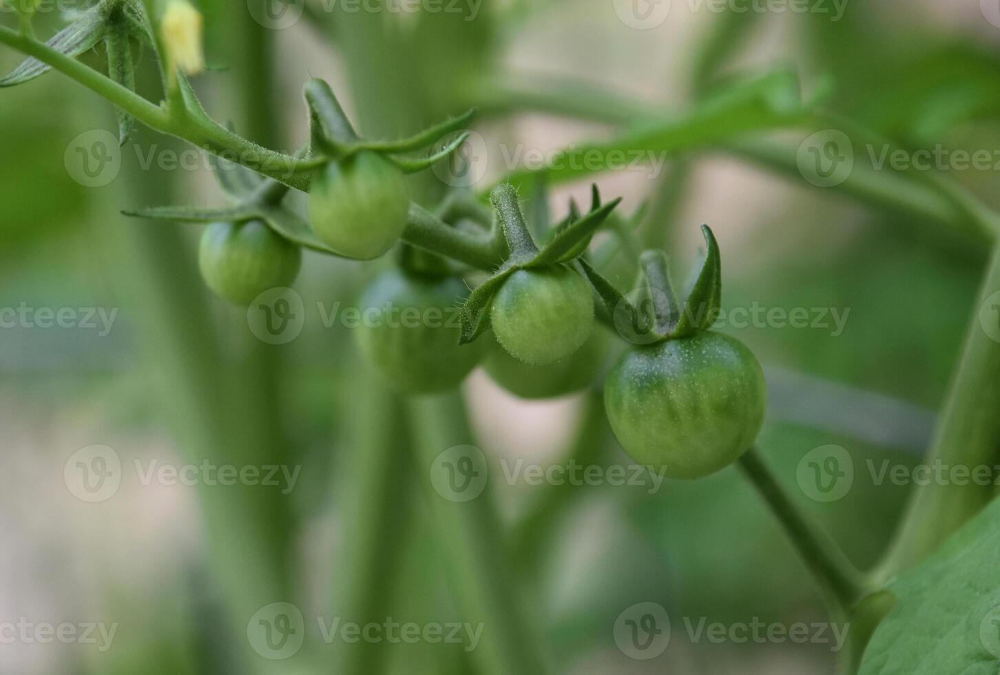 Cluster of Green Cherry Tomatos in a Garden photo
