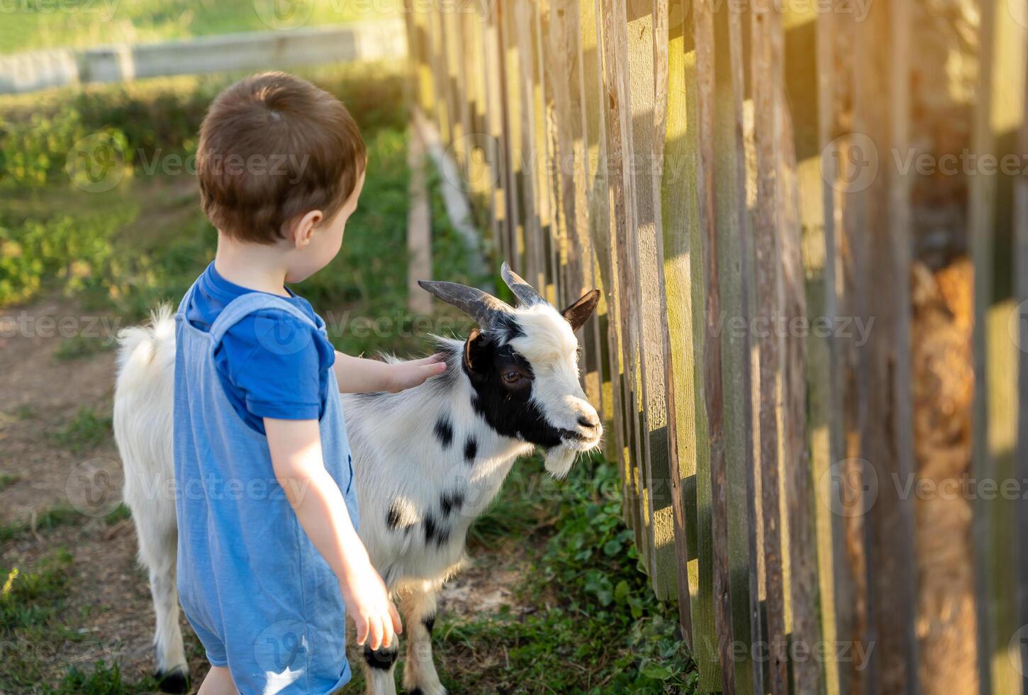 Cute toddler boy two or three years old petting a goat. photo