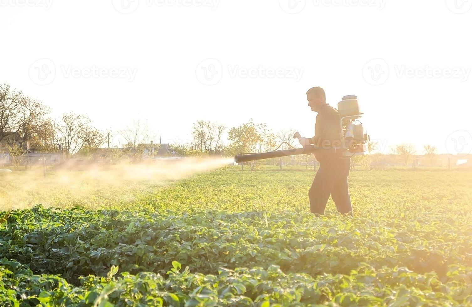 A farmer sprays a solution of copper sulfate on plants of potato bushes. Fight against fungal infections photo