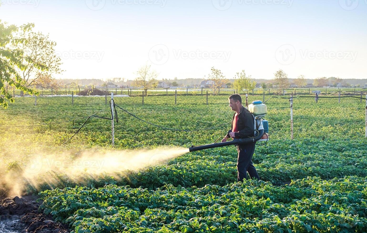 A farmer sprinkles a potato plantation with an antifungal chemical. Use chemicals in agriculture. Fight against fungal infections and insects. Agriculture and agribusiness, agricultural industry. photo