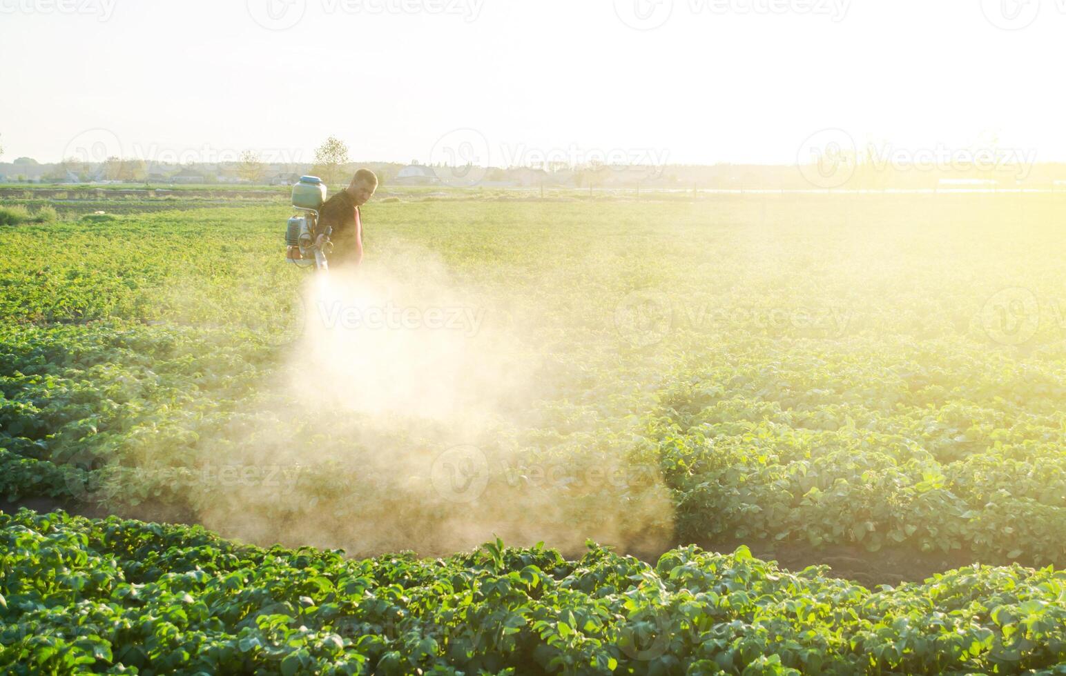 A farmer sprays a potato plantation with pesticides. Protecting against insect plants and fungal infections photo