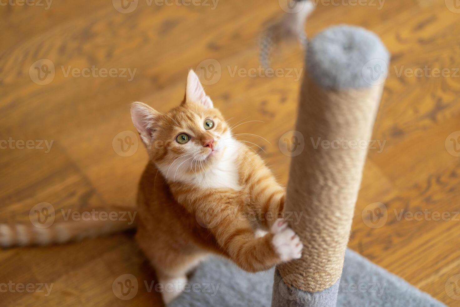 Domestic ginger cute kitten plays with a scratching post. Fun for cats. Selective focus photo