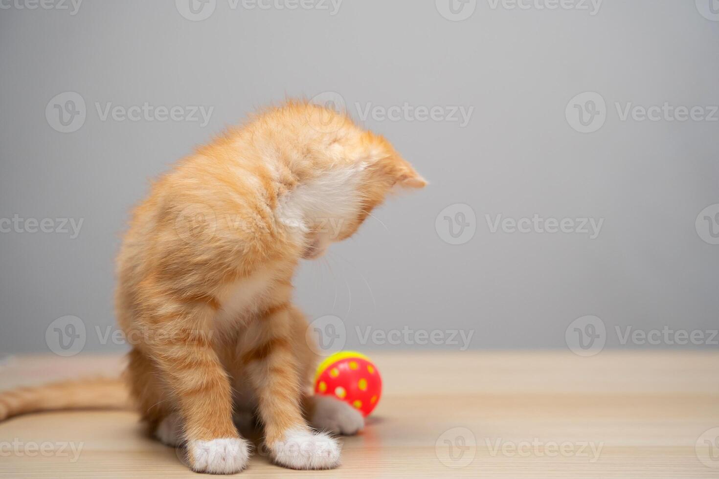 Beautiful funny playful domestic ginger kitten plays with a ball. A pet. Focus on the paws photo