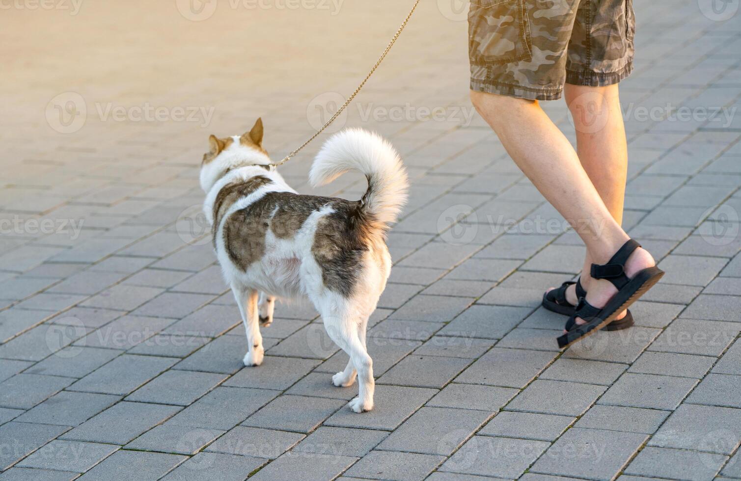 A man holding a leash walks with a dog in a city park on a sunny summer day. Walking with pets and animals. Back view photo