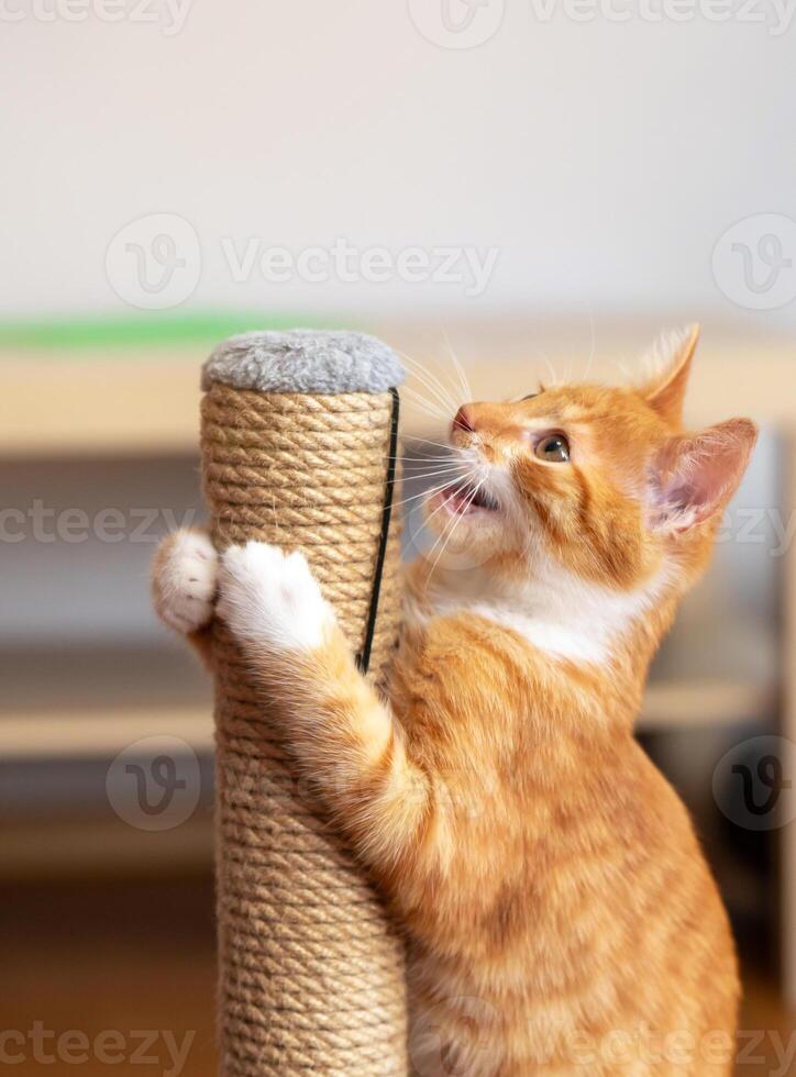 Domestic ginger little cute kitten photo