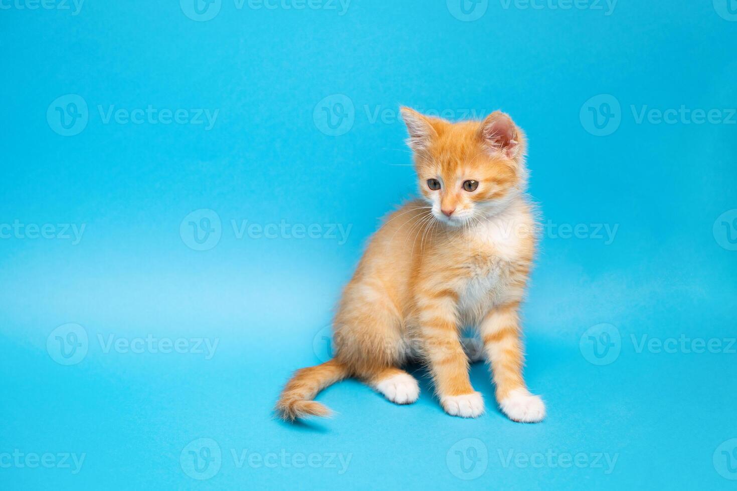 Ginger tabby little kitten on a blue background looks down. Animal portrait. Pet. Sitting posing. Copy space photo