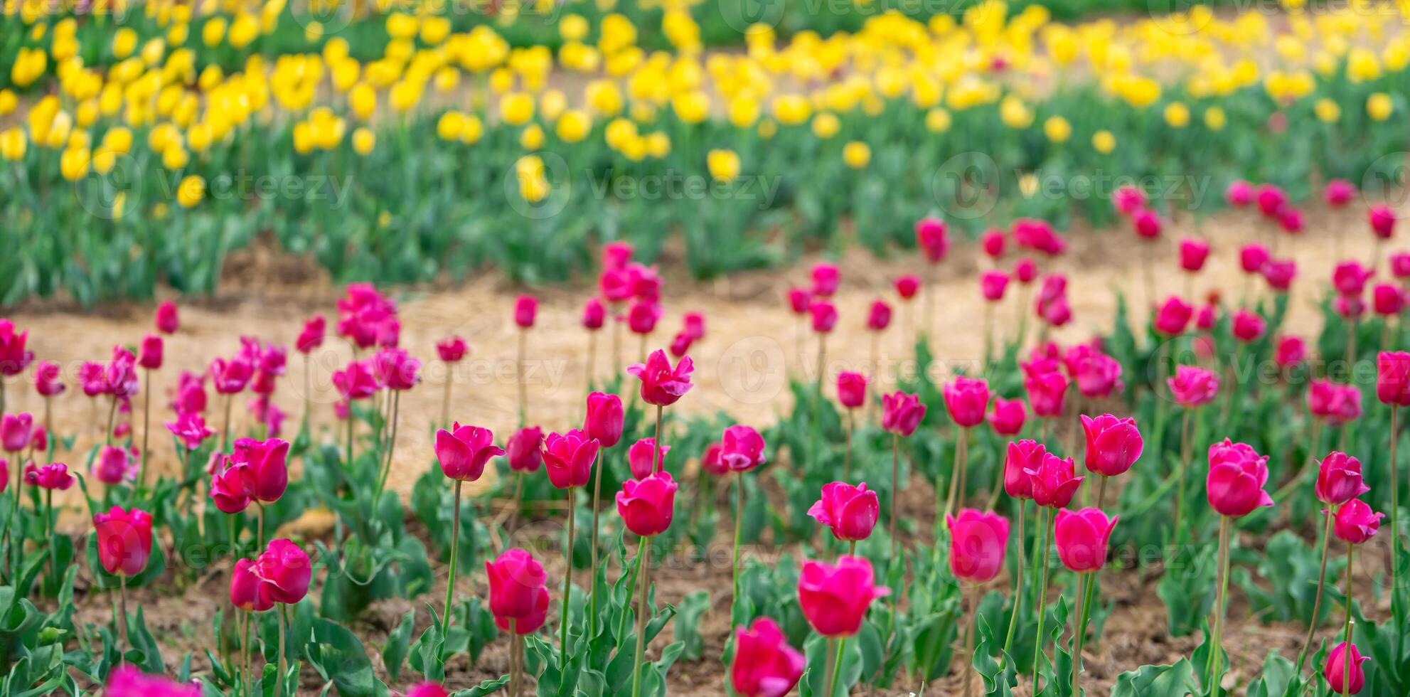 Beautiful pink and yellow tulips blooms on a flowering field in the springtime photo