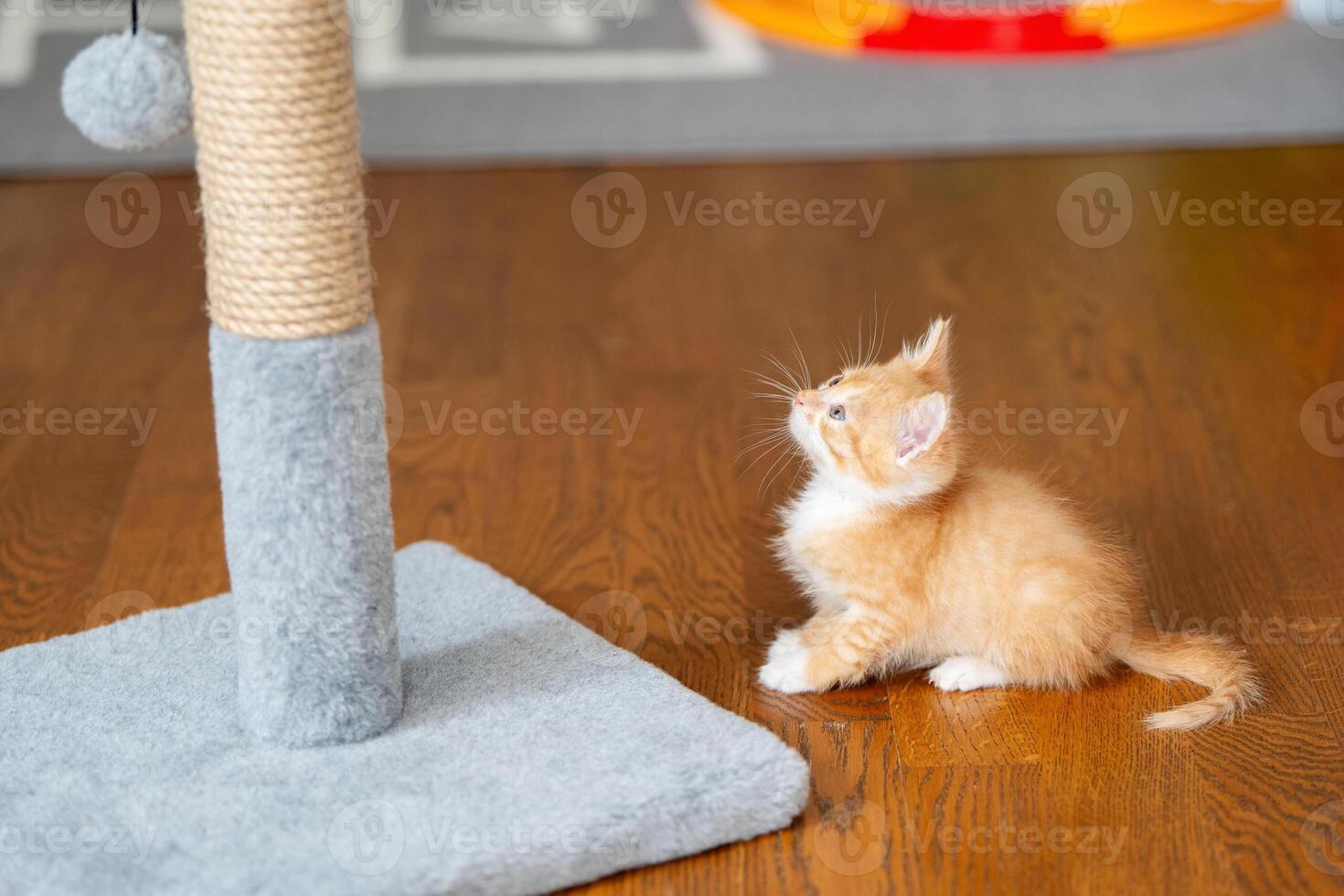 Domestic ginger little playful cute kitten plays with a scratching post. Fun for cats. Pets photo