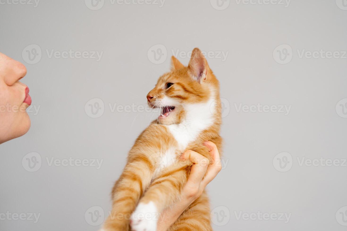 The owner kisses her cat. An angry and aggressive ginger tabby kitten does not want to play. Love for cats. photo
