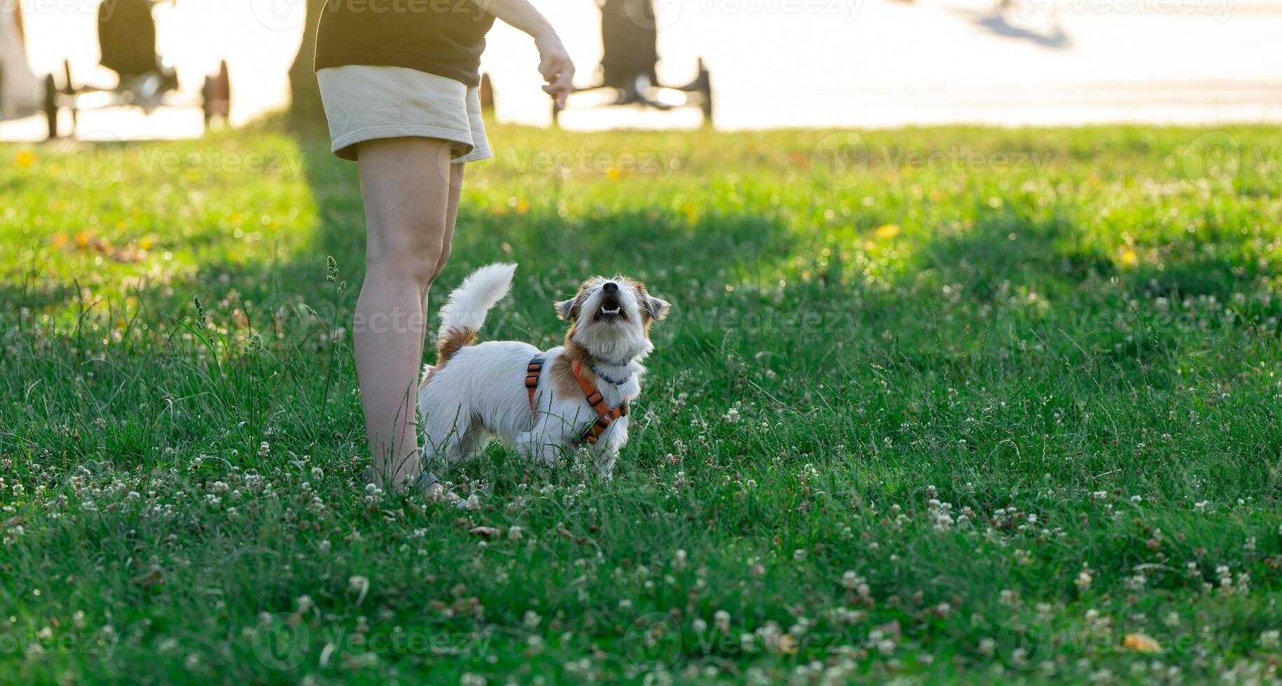 A woman gives commands to a dog in a park on the grass on a sunny summer day. Pets and animals concept photo