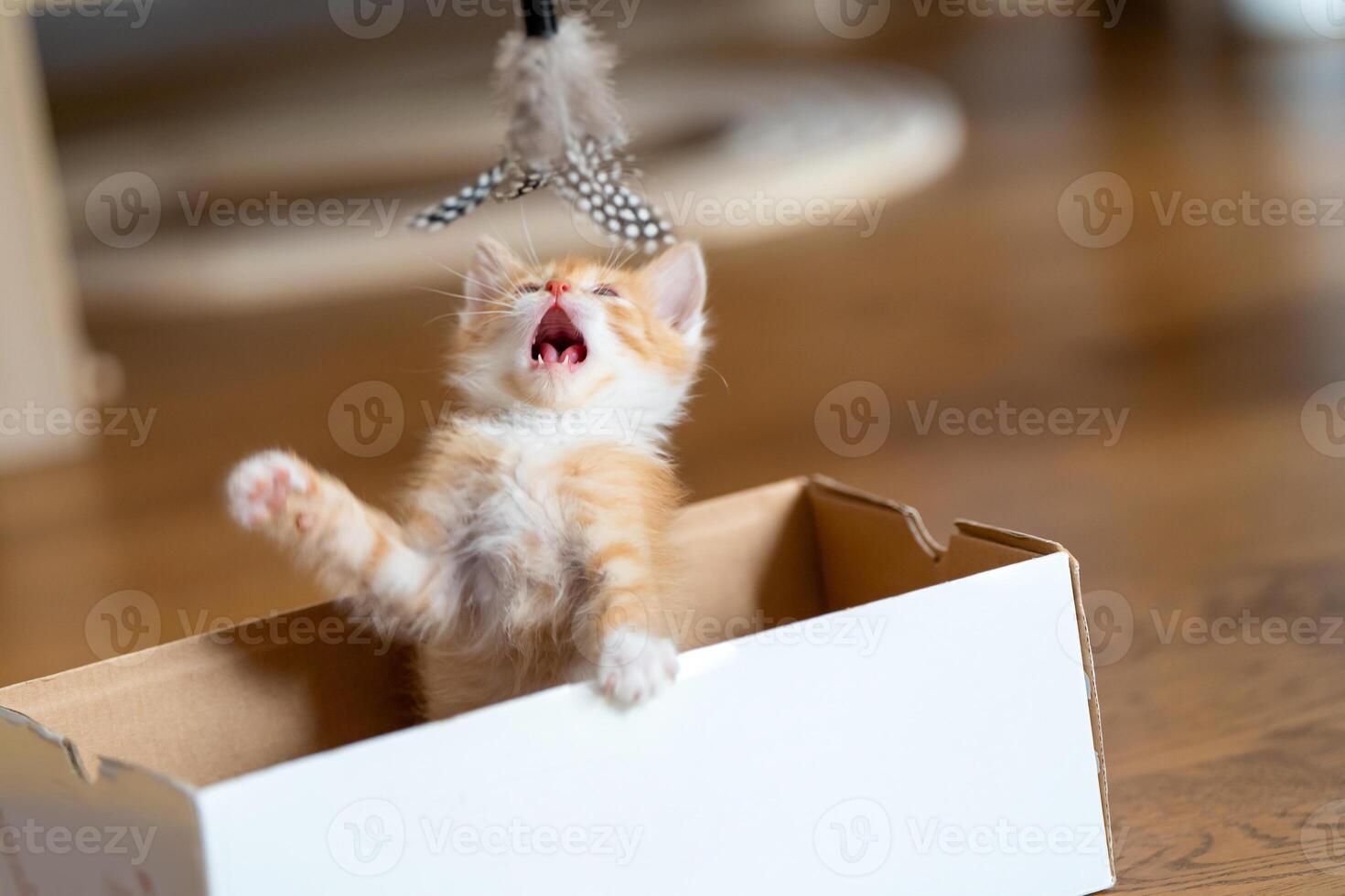 Funny ginger little cute kitten from open mouth plays in a small box with toy. Fun for cats. Pets photo