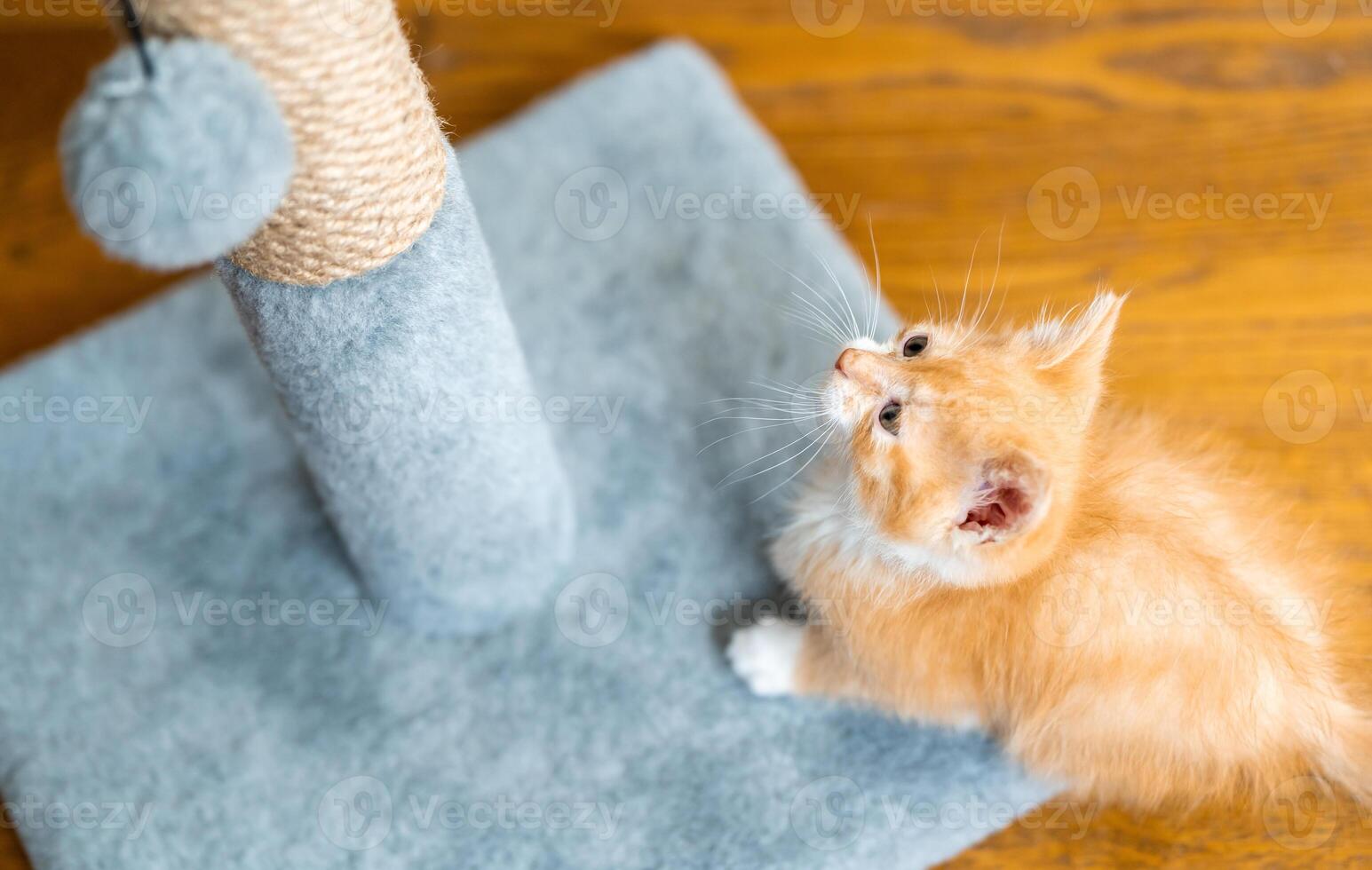 Domestic ginger little cute kitten plays with a scratching post. Fun for cats. photo