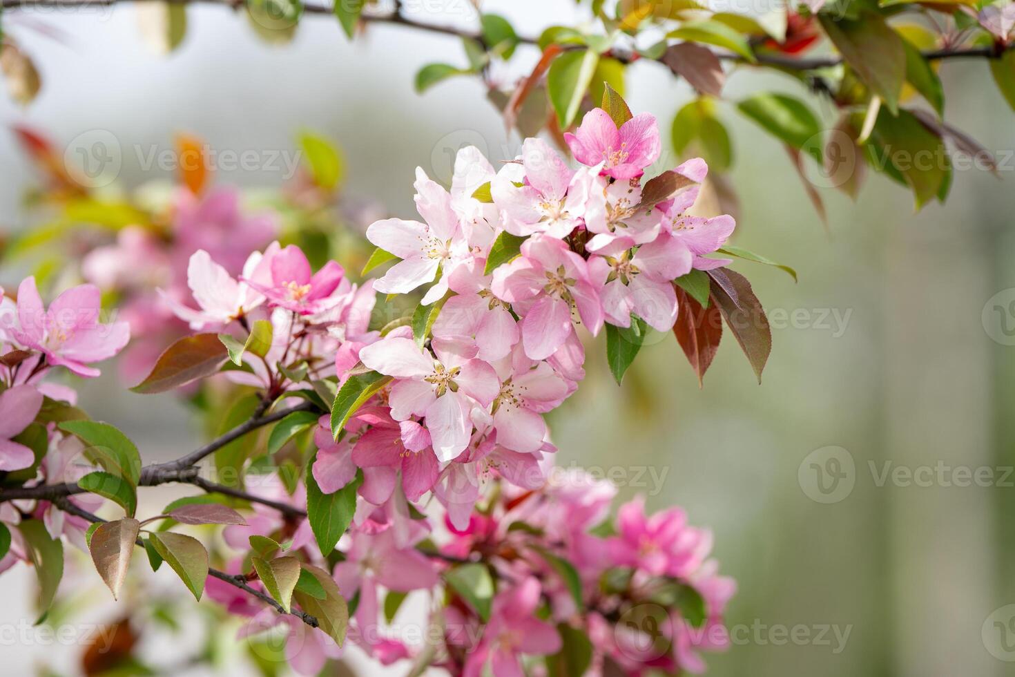 Flowering pink branches of the decorative apple tree Malus ola. A tree blooming with petals in a garden or park in a sunny day. Nature, close-up photo