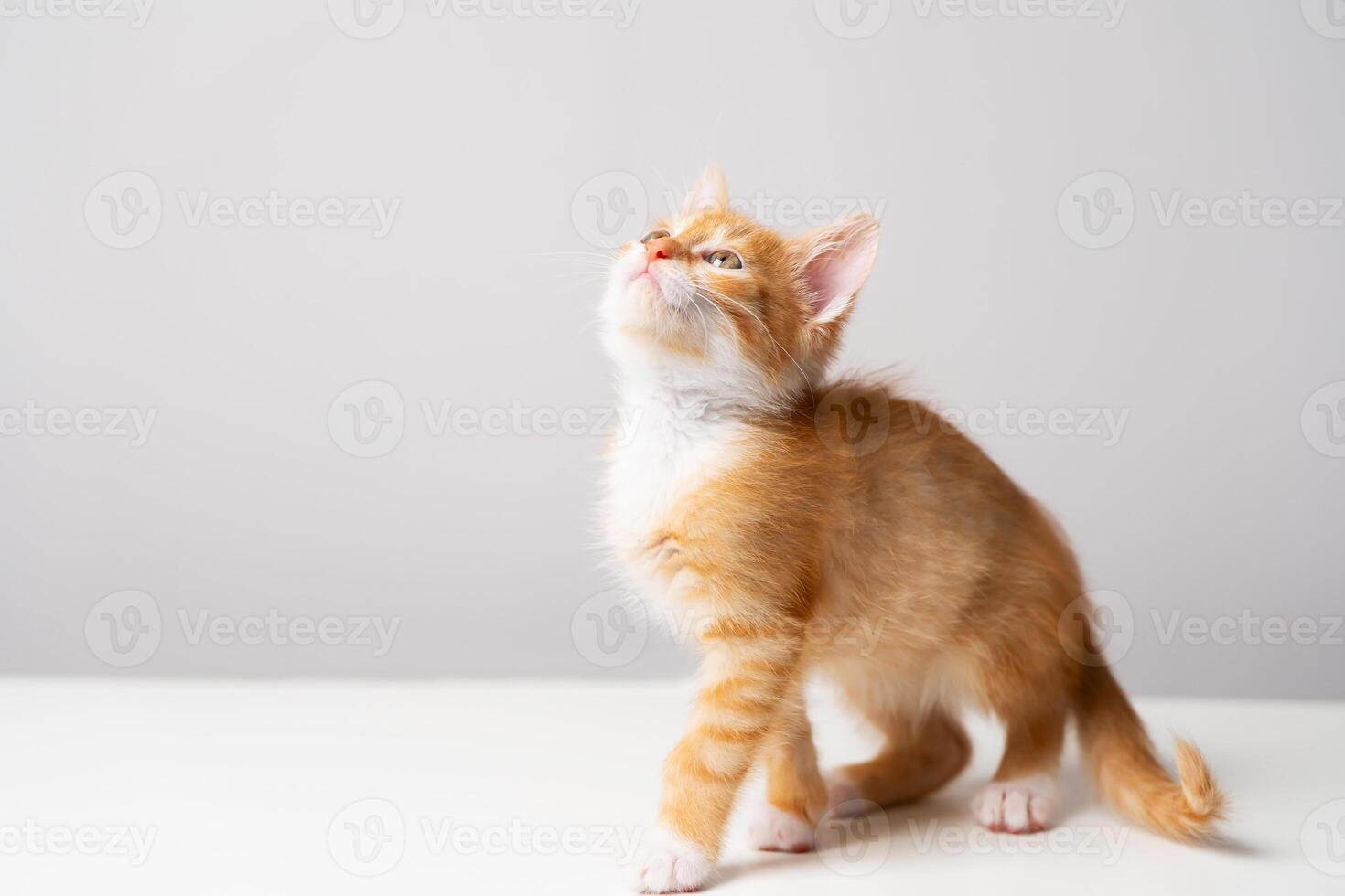 Ginger tabby little kitten on a grey background looks up. Animal portrait. Pet. Sitting posing. Beautiful funny kitten photo