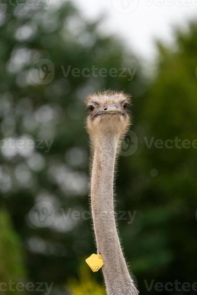 Funny ostrich in the zoo, close-up portrait photo