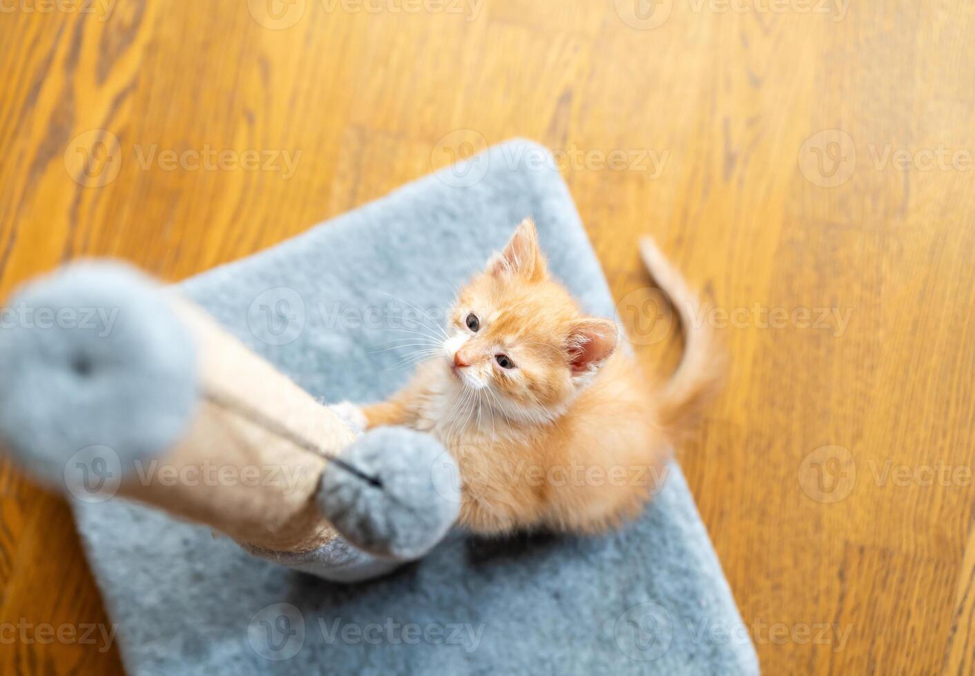 Domestic ginger little cute kitten plays with a scratching post. Fun photo
