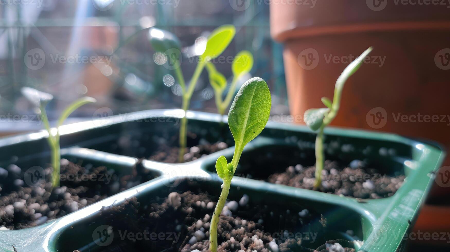 Young seedlings growing in a tray, sunlight illuminating their leaves, with a blurred background photo