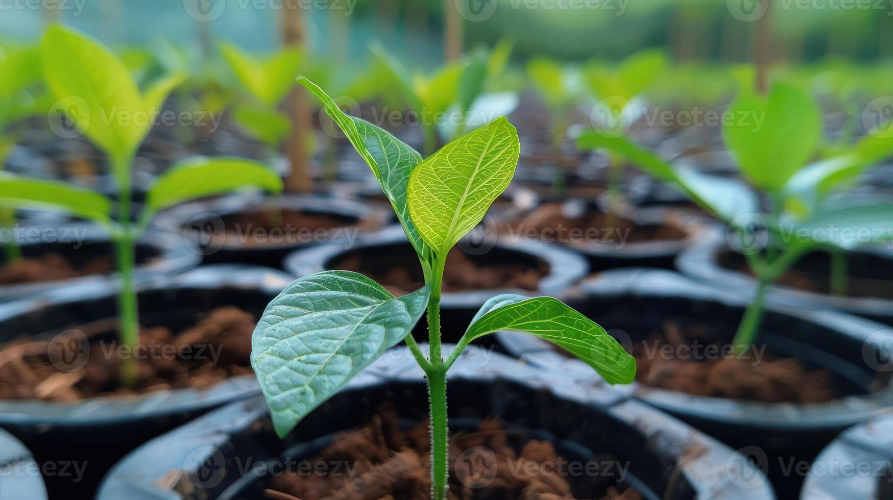Young green plants growing in pots, thriving in a nursery with soft natural light photo