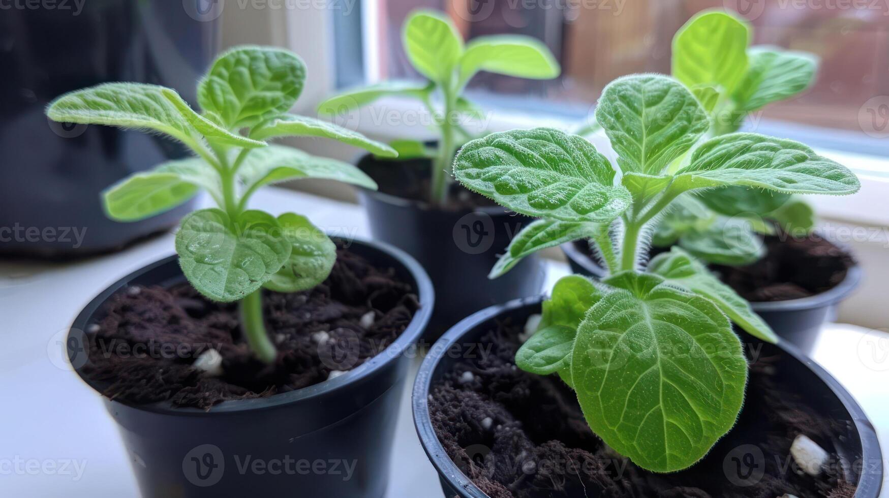 Young green plants in small pots on a windowsill, thriving in sunlight with rich soil photo