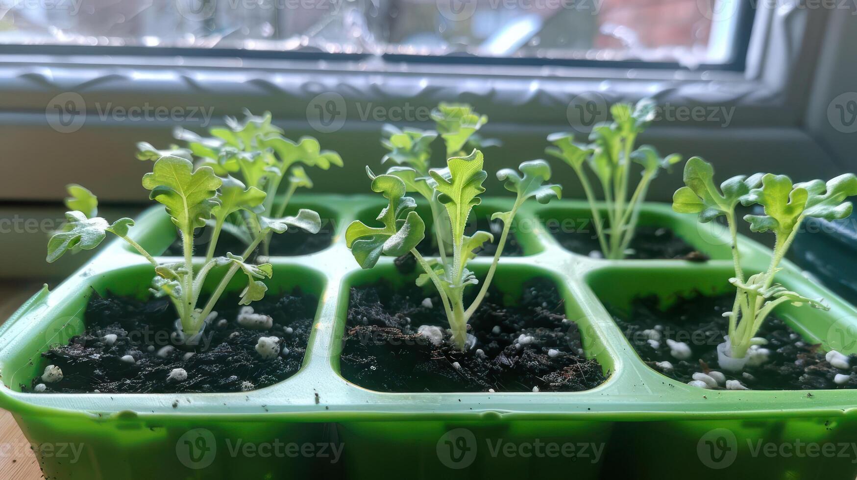 Young seedlings growing in a green tray on a windowsill, sunlight filtering through glass photo