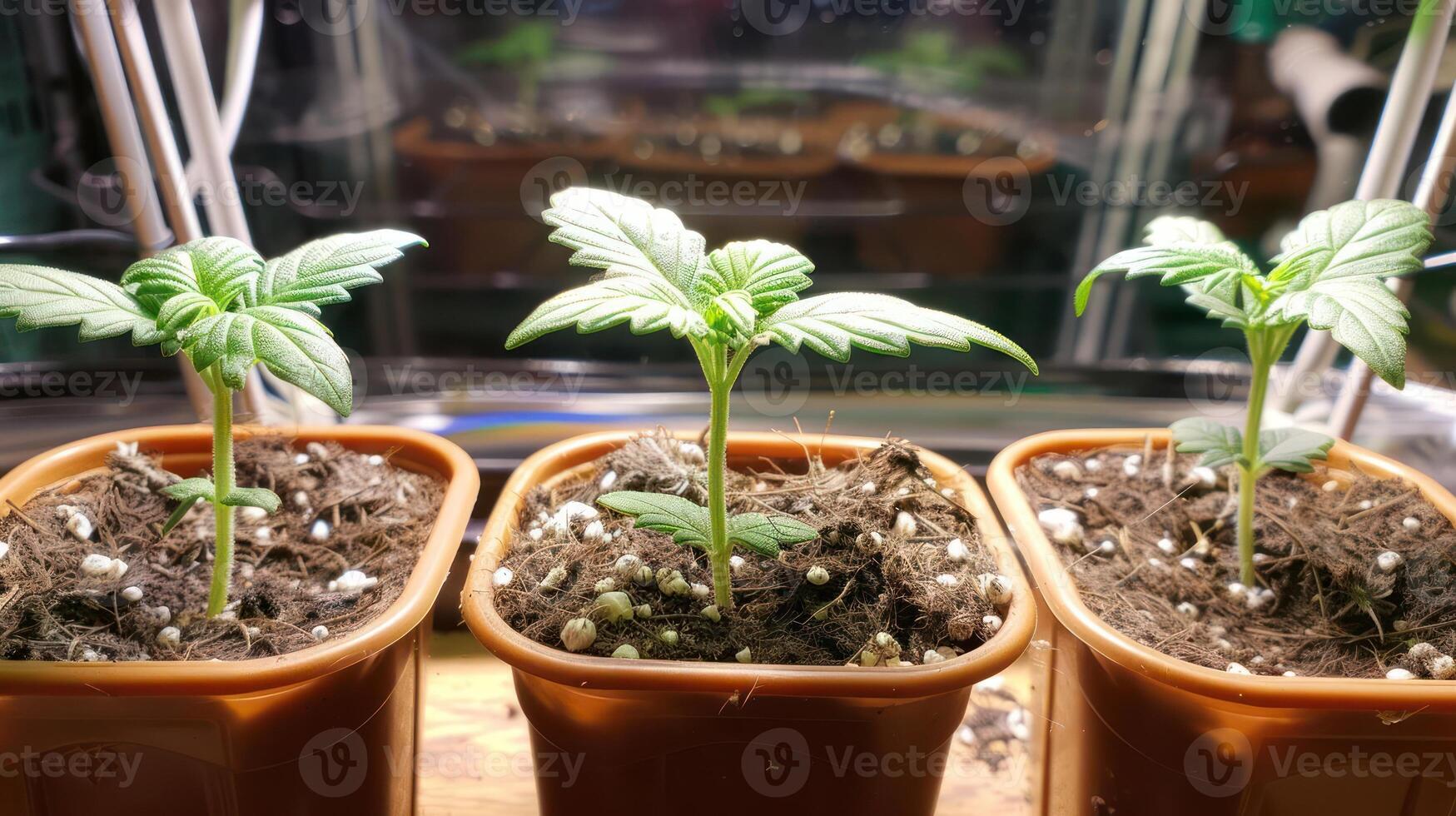 Young green plants growing in pots on a wooden surface with reflective background elements photo