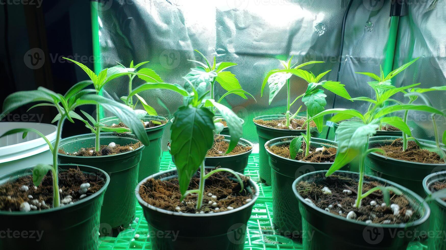 Young green plants growing in pots under bright artificial light in a nurturing indoor garden photo