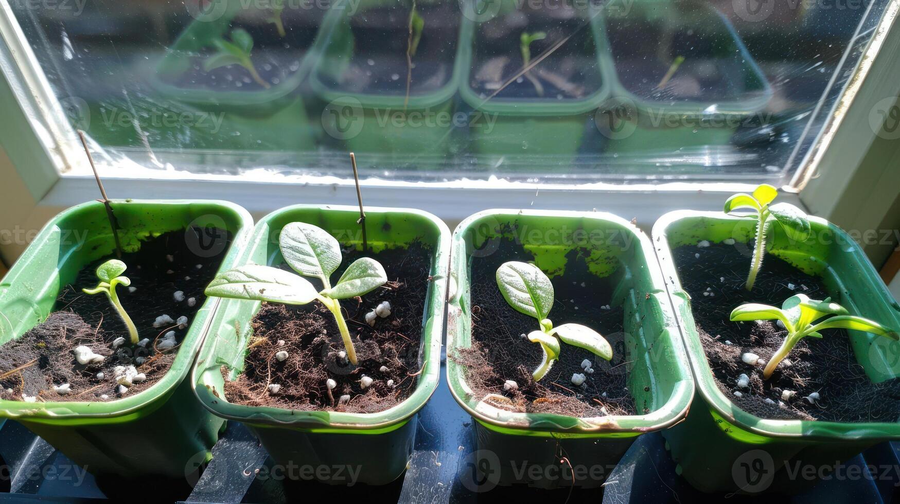 Growing seedlings in green containers by a sunlit window, showcasing plant development photo