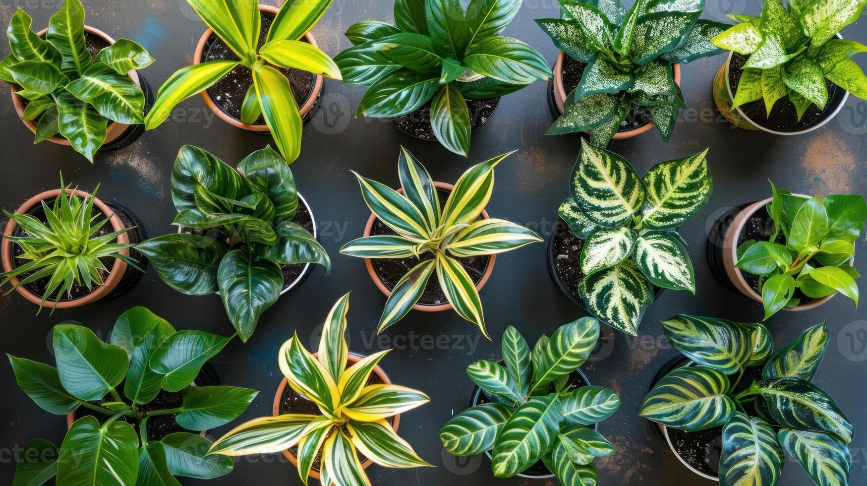 A vibrant collection of indoor plants arranged neatly in pots against a textured background photo
