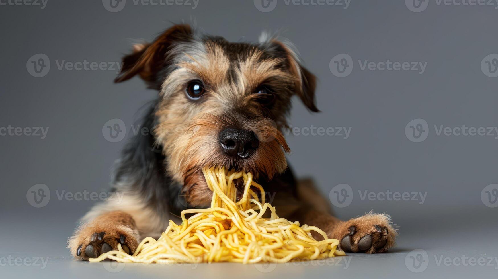 Playful dog enjoying a pile of spaghetti, set against a neutral gray background photo