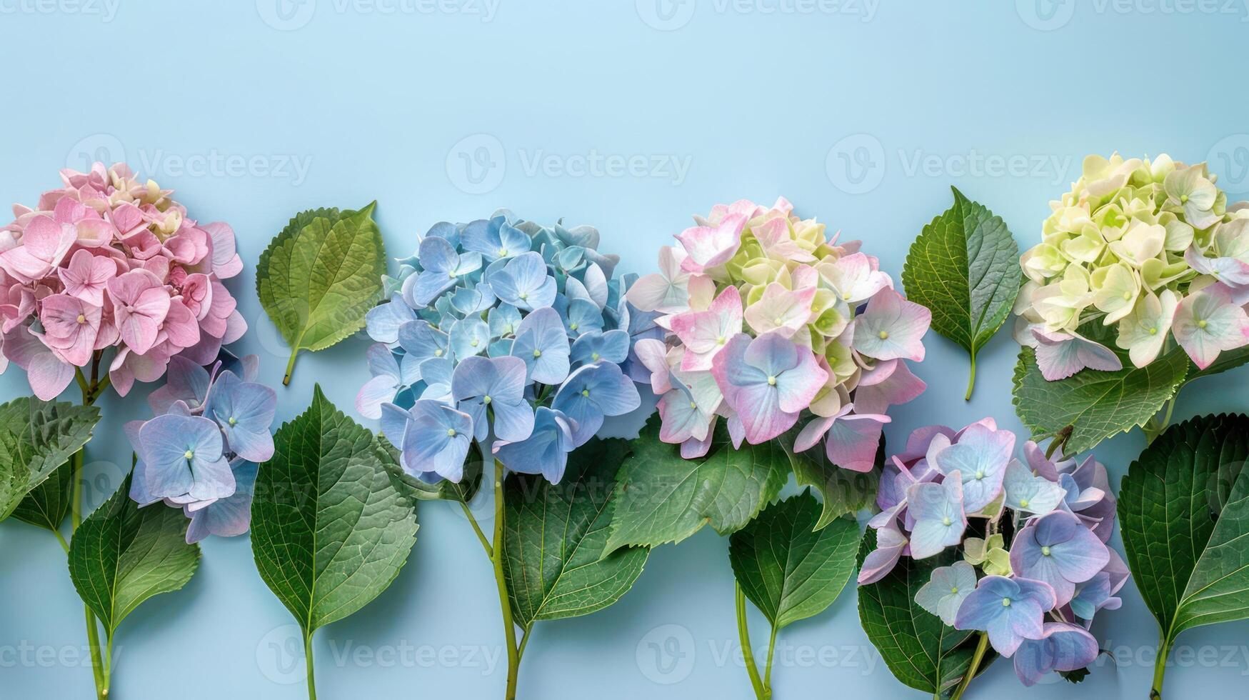 Colorful hydrangea flowers arranged on a light blue background with green leaves, perfect for floral design photo