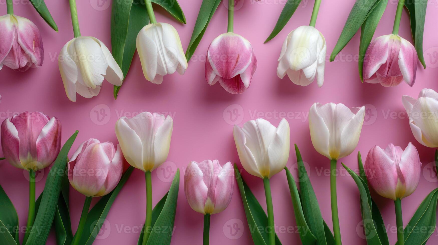 A vibrant arrangement of pink and white tulips on a soft pink background, ideal for floral designs photo
