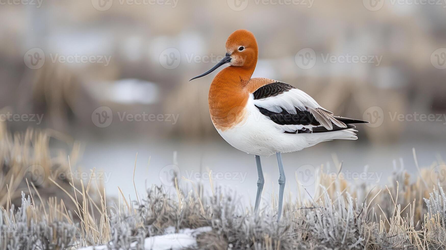 A striking bird with a vibrant orange head stands gracefully by a serene water body, surrounded by soft grasses photo