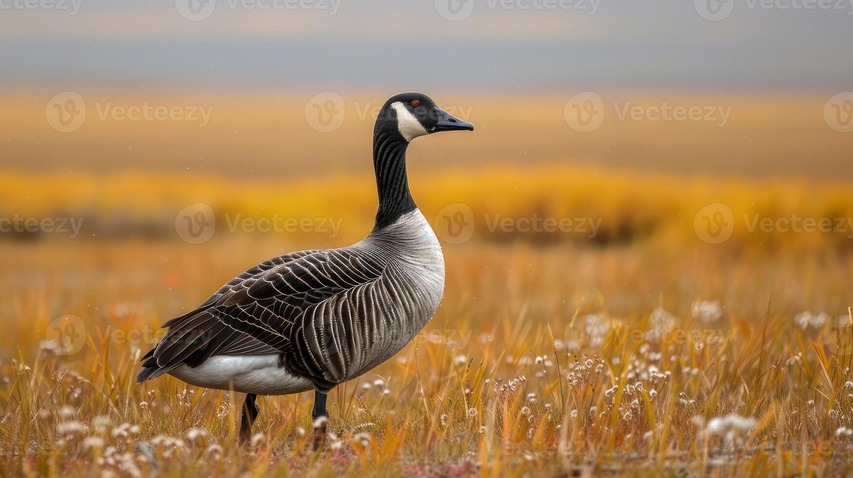 A solitary goose stands gracefully in a vibrant autumn landscape, surrounded by golden grasses photo