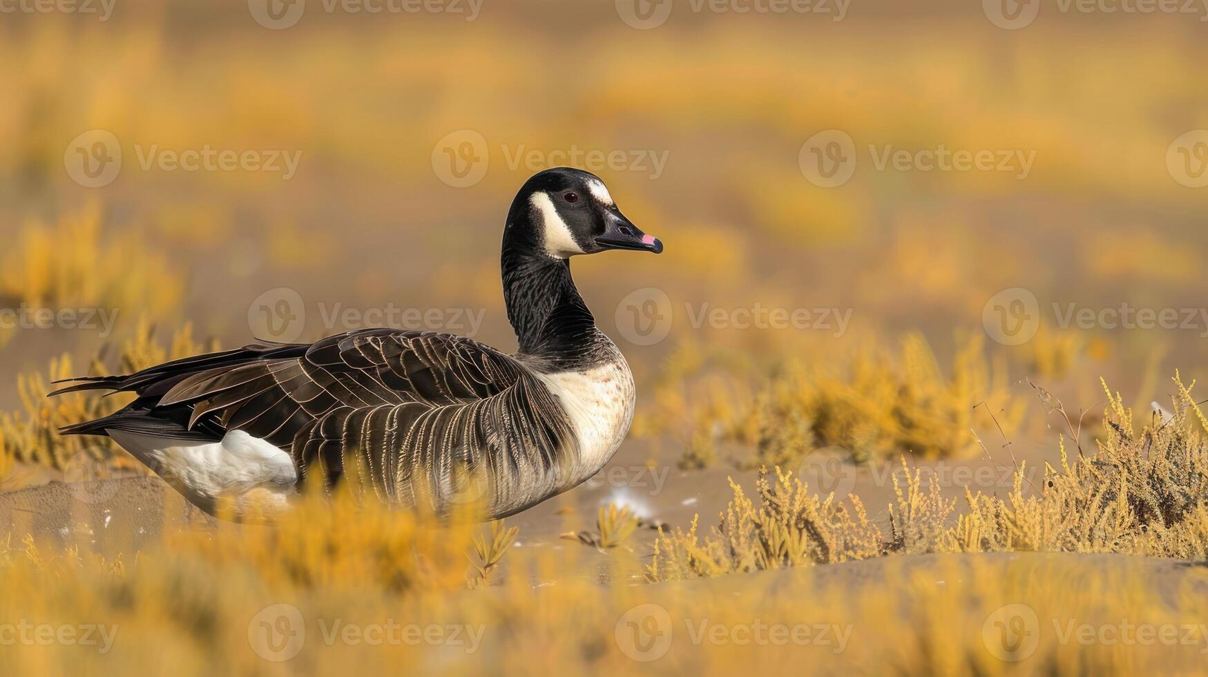 A solitary goose stands gracefully amidst golden grasses in a serene natural landscape photo