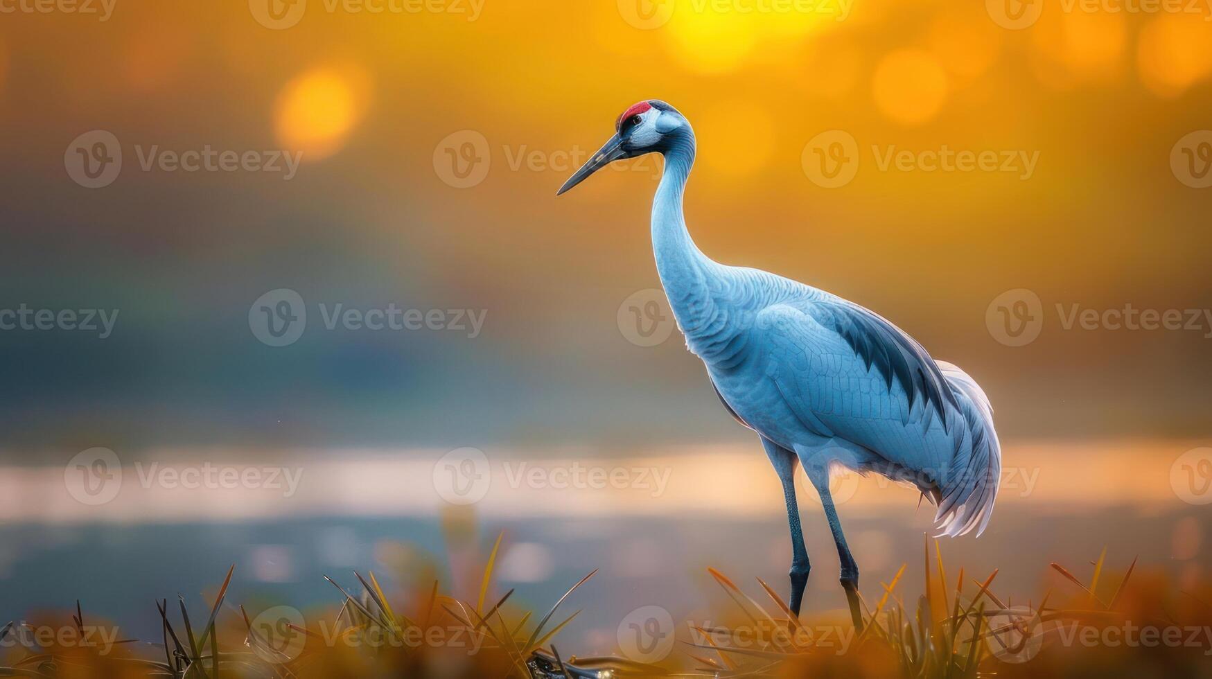 Majestic crane standing gracefully by a serene lake during a vibrant sunset, surrounded by lush foliage photo