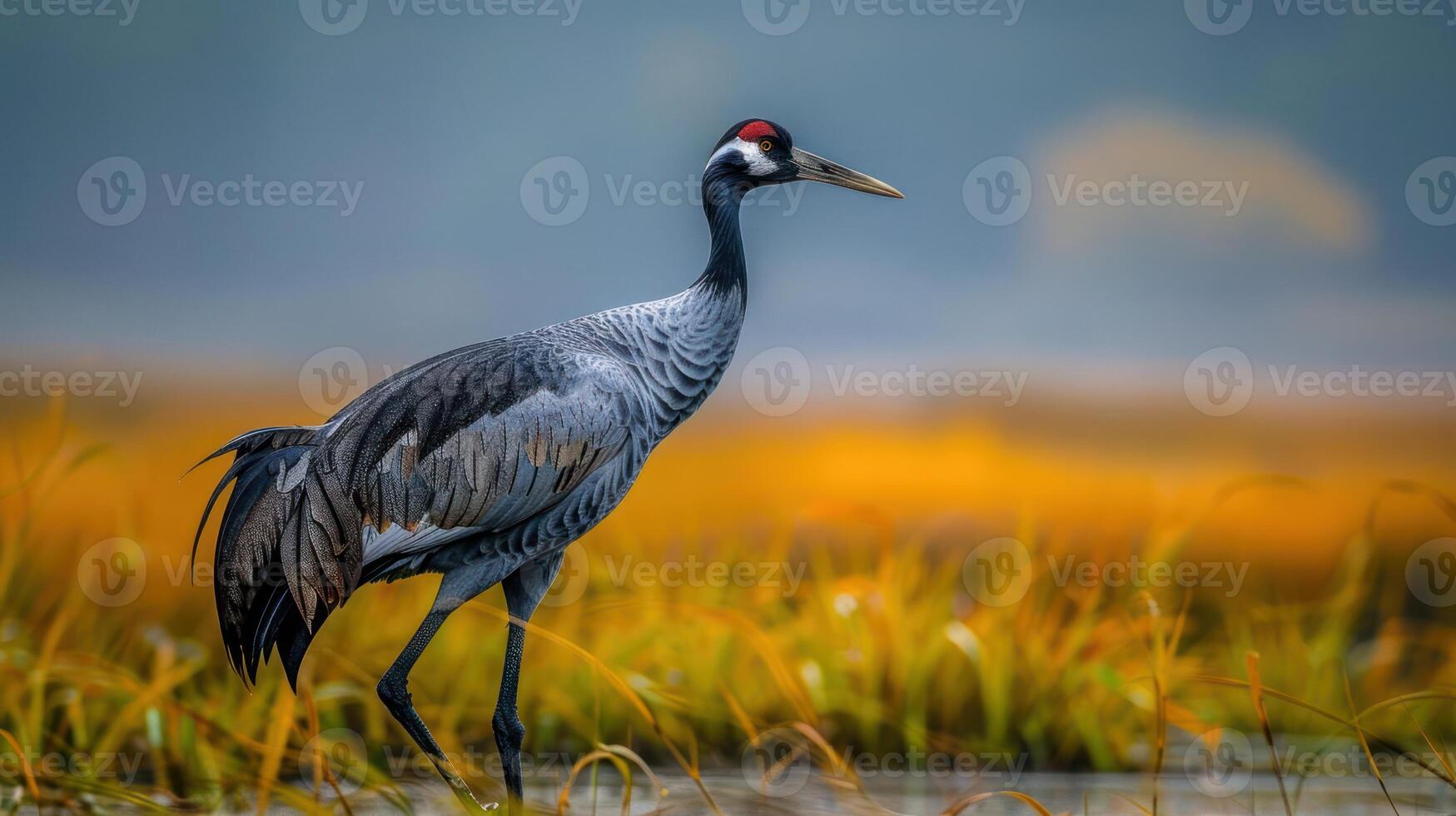 Majestic crane standing gracefully in a vibrant wetland, surrounded by golden grasses and soft fog photo