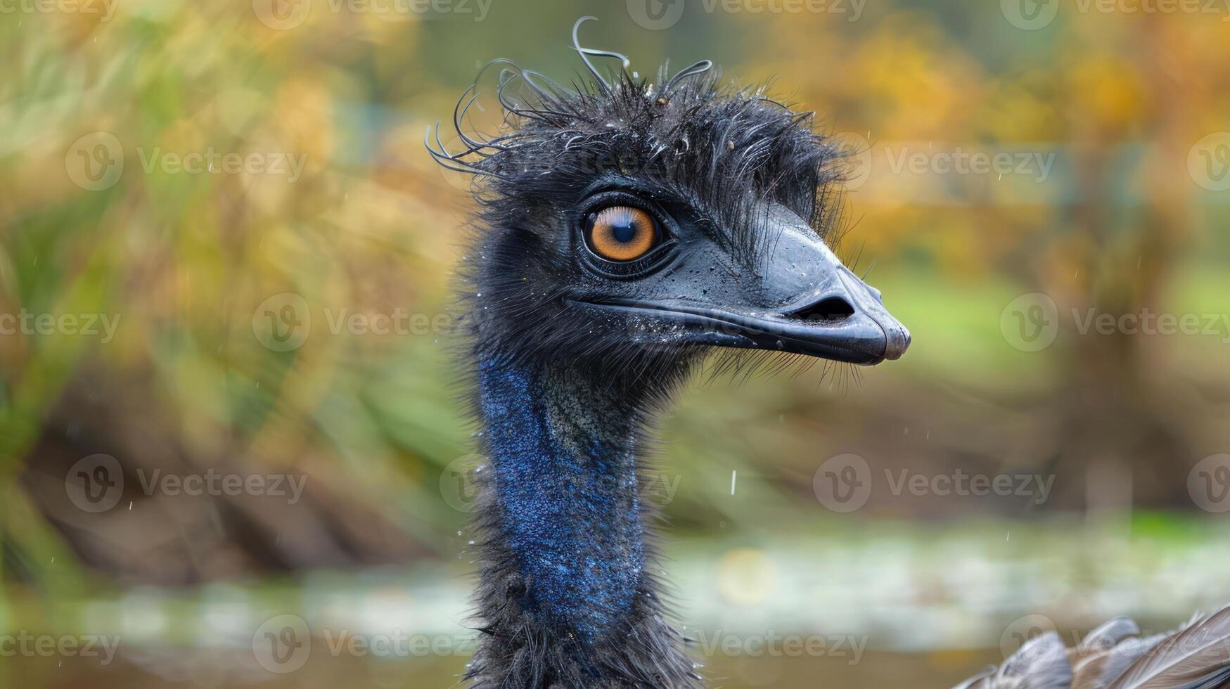 Close-up of an emu's head with vibrant feathers, set against a blurred natural background photo